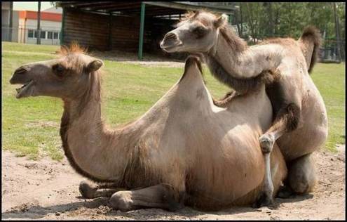 camelos.jpg